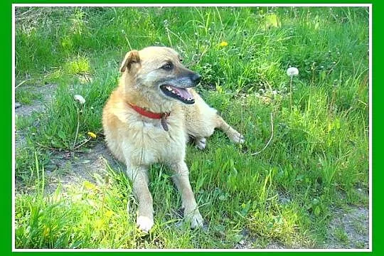 Średni 16 kg psiak KACZOR ,łagodny, kontaktowy, pr