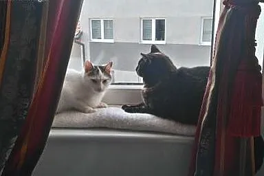 Asłan koci aniołek w białym futerku szuka domu,  d