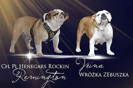 Buldog Angielski FCI - hodowla Z RODU UPARCIUCHOW,