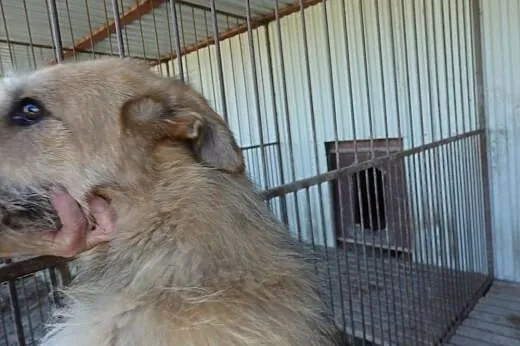 Przesympatyczna sunia bardzo prosi o dom!,  podkar