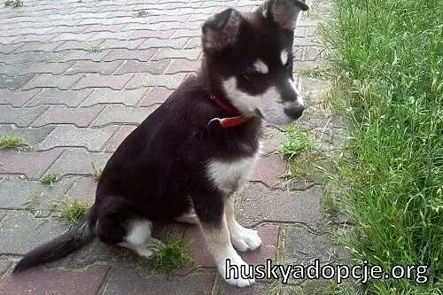 SAKE- kochany szczeniak mix husky do adopcji,  wielkopolskie Poznań