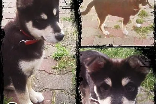 SAKE- kochany szczeniak mix husky do adopcji,  wie