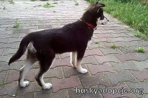 SAKE- kochany szczeniak mix husky do adopcji,  wie