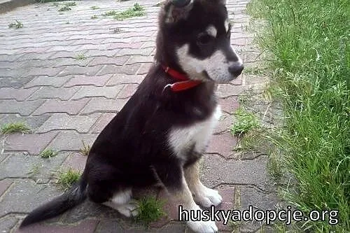 SAKE- kochany szczeniak mix husky do adopcji,  wie