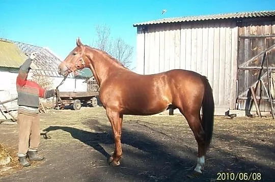 Wałach
