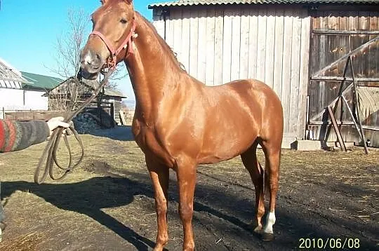 Wałach