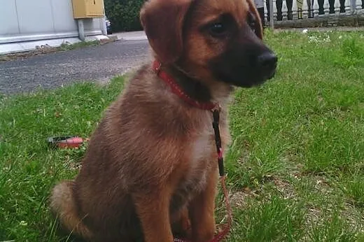 Elza i Kiara podrzucone w kartonie szukają domów!!