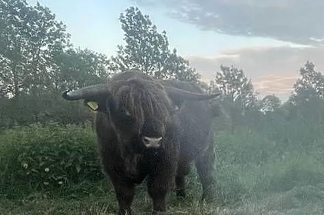 Krowy Szkockie Highland Bydło Byk Mamki Cielaki