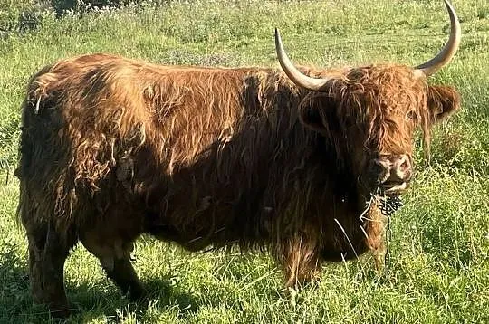 Krowy Szkockie Highland Bydło Byk Mamki Cielaki, Podkarpackie, Komańcza