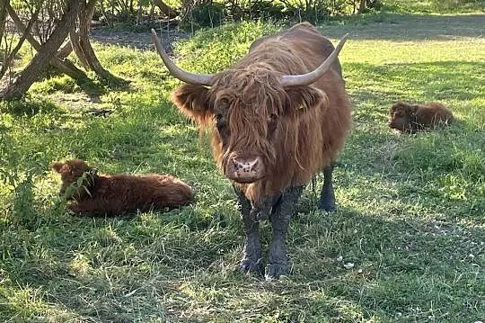 Krowy Szkockie Highland Bydło Byk Mamki Cielaki, Podkarpackie, Komańcza