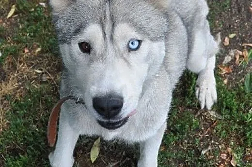 WITO- wesoły i łagodny pies husky do adopcji,  mał