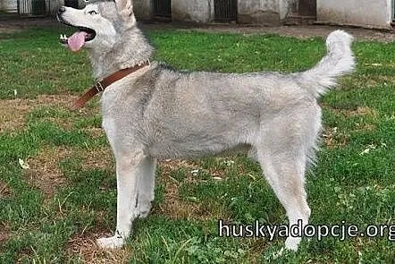 WITO- wesoły i łagodny pies husky do adopcji,  mał