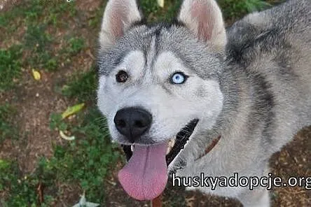 WITO- wesoły i łagodny pies husky do adopcji,  mał