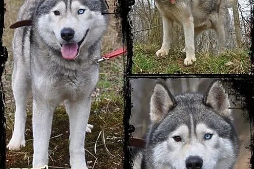 WITO- wesoły i łagodny pies husky do adopcji,  mał