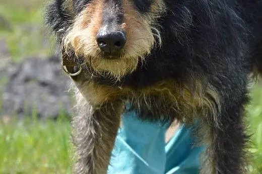 Baks.Wspaniały psi towarzysz.Może czeka właśnie na