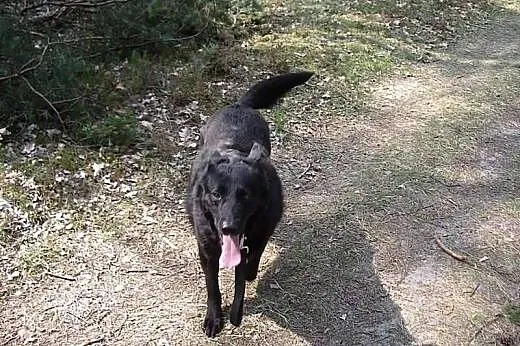 Prześliczny Denar szuka domu,  mazowieckie Warszaw