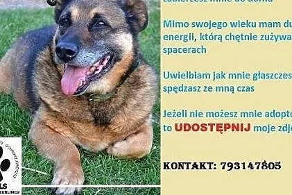 Starszy mający około 8-9 lat pies Bąbel pilnie szuka kochającego domu,  śląskie Częstochowa