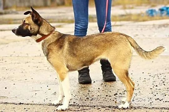 Cudna Zora pilnie szuka domu !
