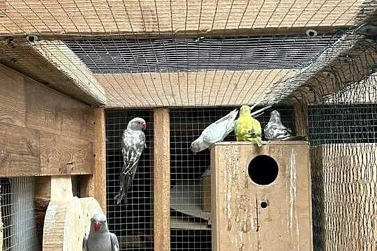 Papugi aleksandretty, Małopolskie, Palcza