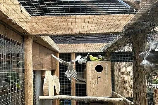 Papugi aleksandretty, Małopolskie, Palcza