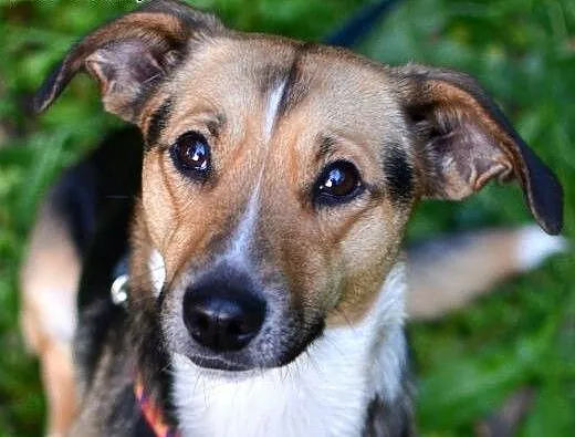 Gabi-młoda sunia do adopcji, śląskie Sosnowiec