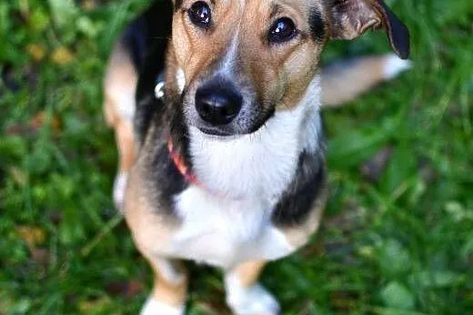 Gabi-młoda sunia do adopcji,  śląskie Sosnowiec