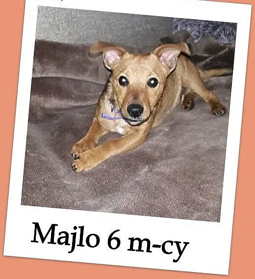 Malutki szczeniaczek 4 kg,6 m-cy,wesoły,rodzinny psiak MAJLO.Adopcja., małopolskie Kraków, Małopolskie, Kraków