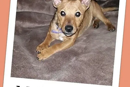 Malutki szczeniaczek 4 kg,6 m-cy,wesoły,rodzinny psiak MAJLO.Adopcja.,  małopolskie Kraków, Małopolskie, Kraków