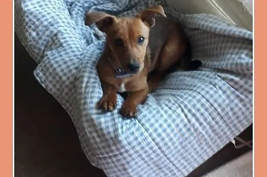 Malutki szczeniaczek 4 kg,6 m-cy,wesoły,rodzinny psiak MAJLO.Adopcja.,  małopolskie Kraków, Małopolskie, Kraków