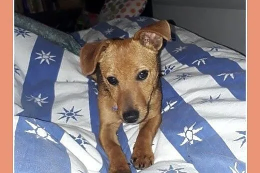 Malutki szczeniaczek 4 kg,6 m-cy,wesoły,rodzinny psiak MAJLO.Adopcja.,  małopolskie Kraków, Małopolskie, Kraków