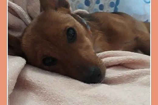 Malutki szczeniaczek 4 kg,6 m-cy,wesoły,rodzinny psiak MAJLO.Adopcja.,  małopolskie Kraków, Małopolskie, Kraków