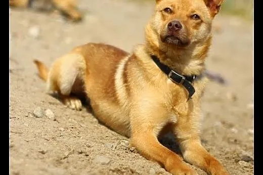 Mały,kilkumiesięczny, wesoły NIUNIEK szuka domu ADOPCJA,  małopolskie Kraków