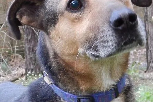 Ralfik to ok. 5-letni, średniej wielkości piesek,  mazowieckie Warszawa