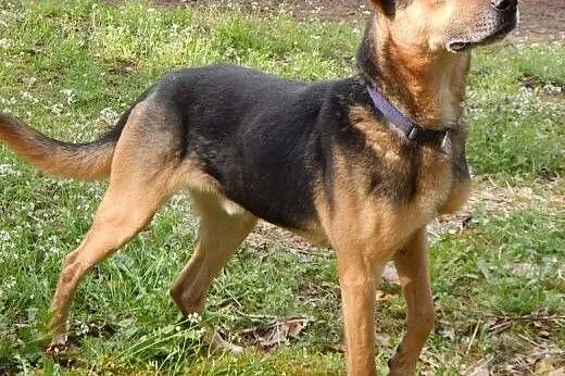 Ralfik to ok. 5-letni, średniej wielkości piesek, 