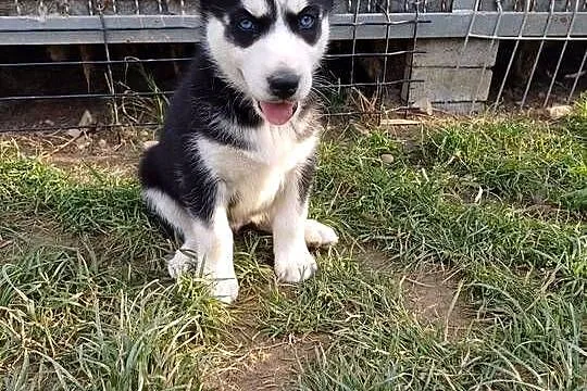 Zapowiedź Husky Siberian, Małopolskie, Męcina