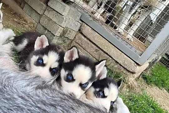 Zapowiedź Husky Siberian, Małopolskie, Męcina