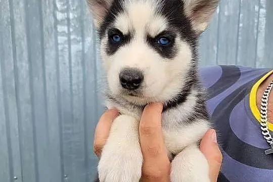 Zapowiedź Husky Siberian, Małopolskie, Męcina