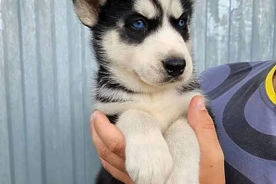 Zapowiedź Husky Siberian, Małopolskie, Męcina