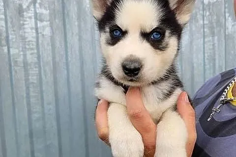 Zapowiedź Husky Siberian, Małopolskie, Męcina