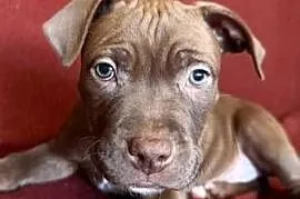 Pitbull