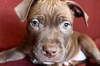 Pitbull, Kujawsko-pomorskie, Włocławek