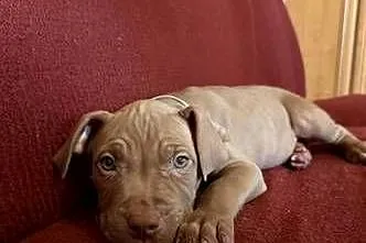 Pitbull, Kujawsko-pomorskie, Włocławek