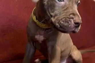 Pitbull, Kujawsko-pomorskie, Włocławek