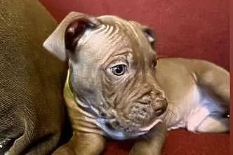 Pitbull, Kujawsko-pomorskie, Włocławek