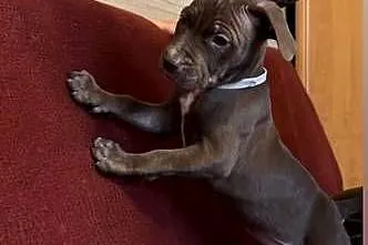 Pitbull, Kujawsko-pomorskie, Włocławek