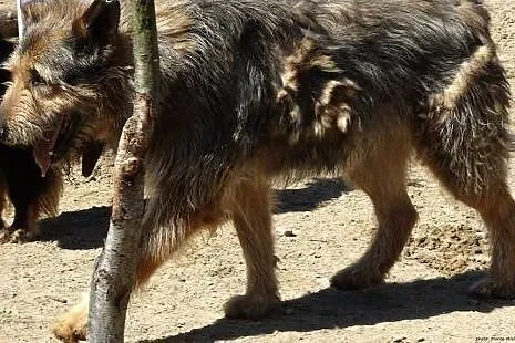 Sierściuch MESSI szuka domu!!!,  mazowieckie Warsz
