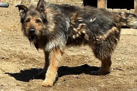 Sierściuch MESSI szuka domu!!!,  mazowieckie Warsz