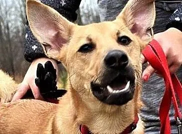 Proti 10-miesięczny psiak do adopcji, śląskie Sos