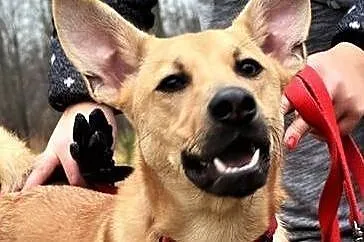 Proti 10-miesięczny psiak do adopcji,  śląskie Sos