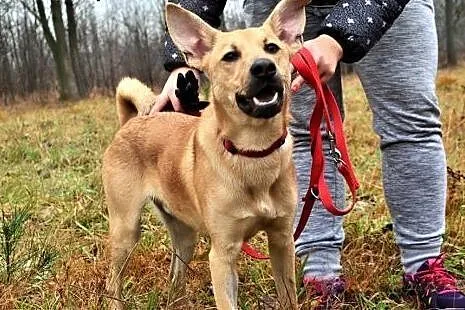 Proti 10-miesięczny psiak do adopcji,  śląskie Sos